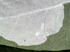 Phyllonorycter robiniella_гусеница в мине